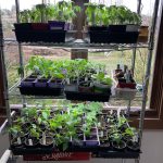 IMG_2454 last years pepper starters in window