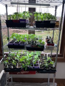 plant staters on shelves in window
