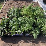 IMG_2461peppers and tomatoes ready to be planted