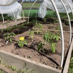 IMG_2464.newly planted tomatoes with row cover ready over jpeg