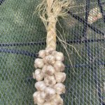 IMG_2657.garlic braid jpeg