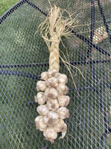Braided garlic
