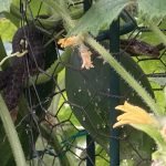 IMG_2662.Slim hanging on post jpeg