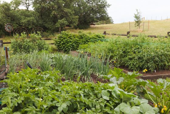 vegetable plants mid summer