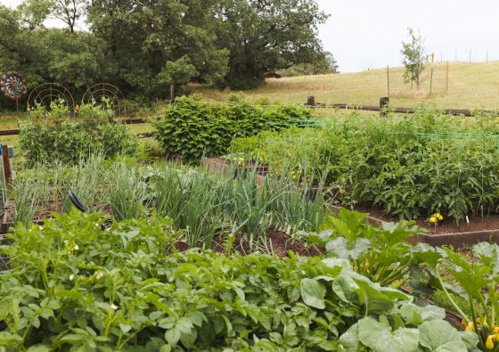 vegetable plants mid summer