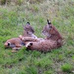 Image.mom:baby bobcat (WB photo) jpg