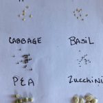 different seeds on paper jpeg