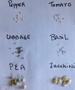 different seeds on paper