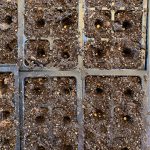 seeds in multiple packets