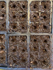 pepper seeds in seed pockets