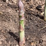 36DBEF4C-8E50-4141-9E84-8EB33D70AF9A_1_105_c