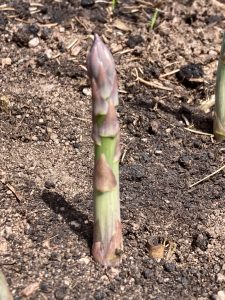 asparagus spear