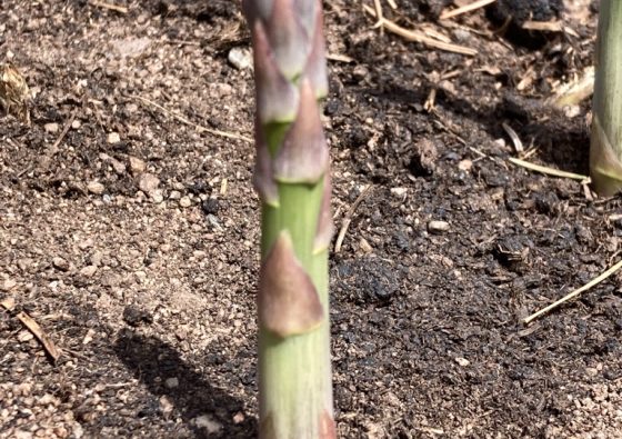 asparagus spear