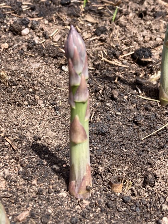 asparagus spear