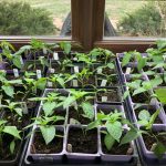 3AE1C1F8-3C42-41A5-BBA1-FC5F41E35AA4_1_105_c