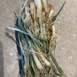 5F8AF421-61F1-4140-BB62-A7937F4A4353_1_105_c