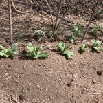 66C8B8BA-2C07-4342-9161-91193C321535_1_105_c