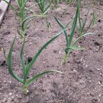 678EF63C-D2C3-40EA-811F-9A93B6BF35E4_1_105_c