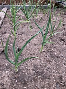 garlic growing in ground