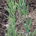 7DD4C130-2BED-446E-B392-3E61CCE56B7C_1_105_c