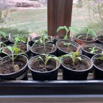 8B7C8E6E-94E6-4D68-8047-73D2B715E678_1_105_c