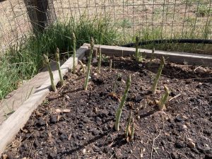 Asparagus coming out of ground