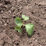 A283F4B9-AD9F-4961-80A6-7733D215D4D0_1_105_c