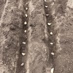 B66BBDD5-5CF1-4BF2-A4CD-8000A83385DD_1_105_c