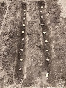 potato pieces in ground