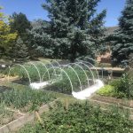 IMG_1922.pvc piping over garden jpeg