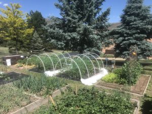 garden beds with row cover frames