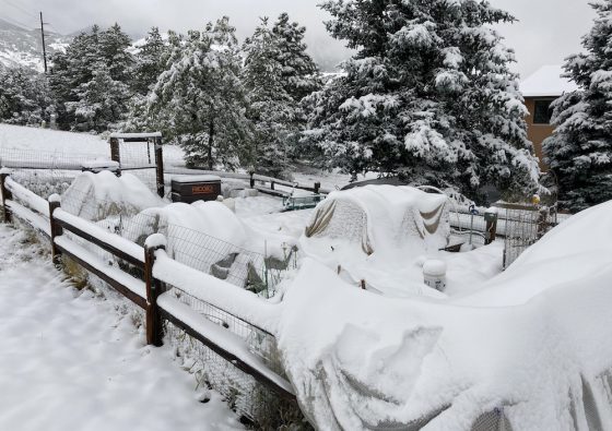 snow covered tarps in garden