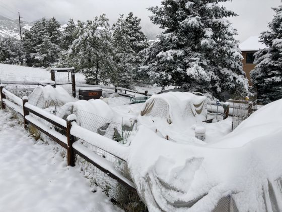 snow covered tarps in garden