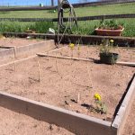 destroyed plants after hail