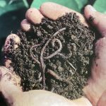 healthy soil ( from book)