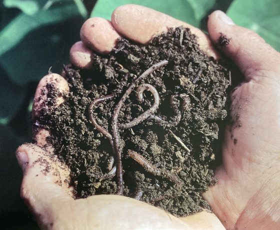 handful of soil