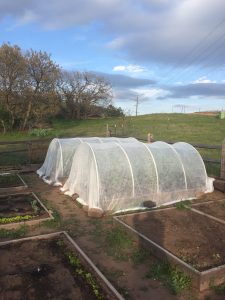 row covers over tomato plants