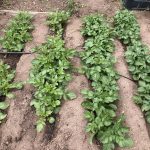 172A0AD2-9D2C-4EAE-B7FC-E055E6250696_1_105_c