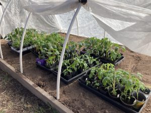 tomatoes/peppers under row cover