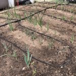 9285122C-71DF-4B61-B2A4-C50B90A90CF8_1_105_c