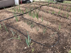 onion plants growing