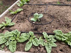 spinach and cabbage growing