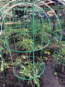 tomato plants with cages