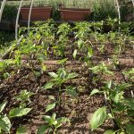 IMG_0587.jpeppers with soaker hoses peg