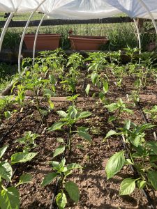 rows of pepper plants