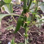 IMG_0588.first hatch chile jpeg