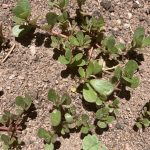 IMG_0589.perslane jpeg