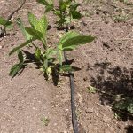 IMG_0590.soaker hose along beans jpeg