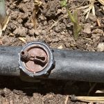 IMG_0592 watering button