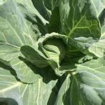 IMG_0593 cabbage starting